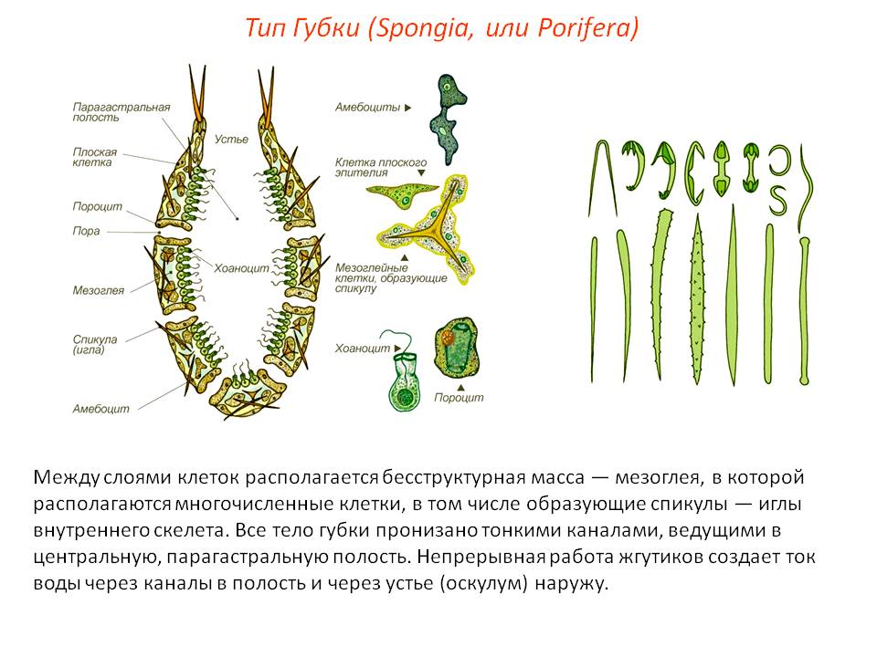 Кракен тор браузер